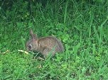 rabbit in tom