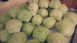 cabbage 2