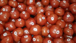 grainger tomatoes